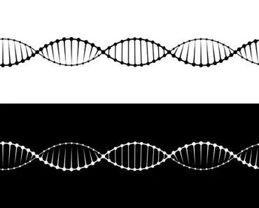 A set of two variants of the DNA molecule