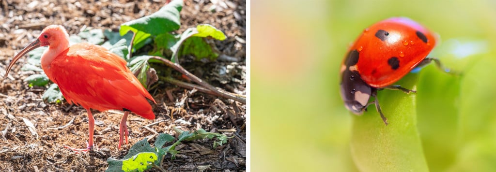 In the world of the wild, red color is easily visible