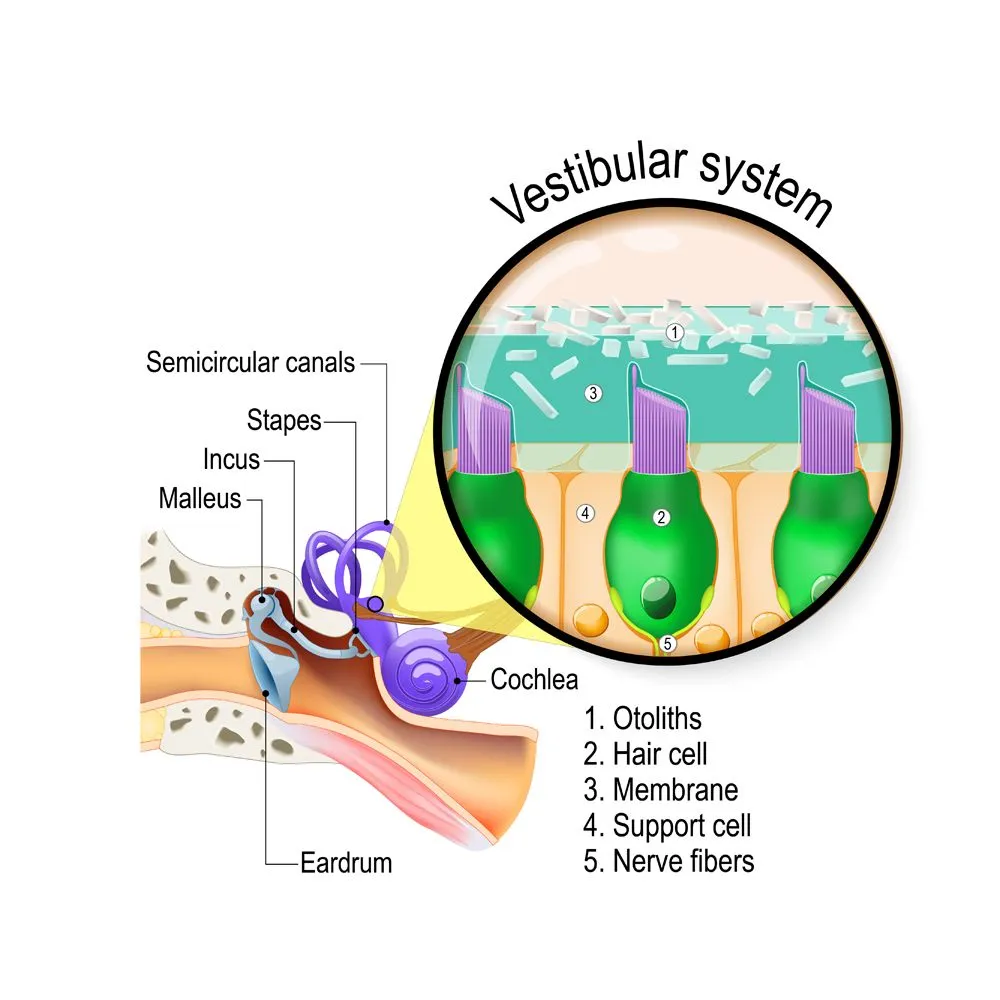 Vestibular system. is the sensory system for sense of balance, spatial orientation, and coordinating movement. inner ear with cochlea, and semicircular canals. Closeup of hair cells in a macula.