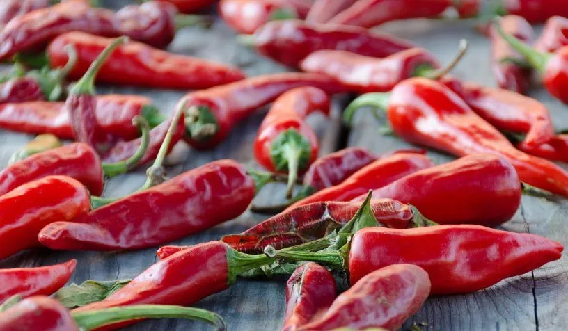 How Capsaicin Led To The 2021 Nobel Prize In Physiology?