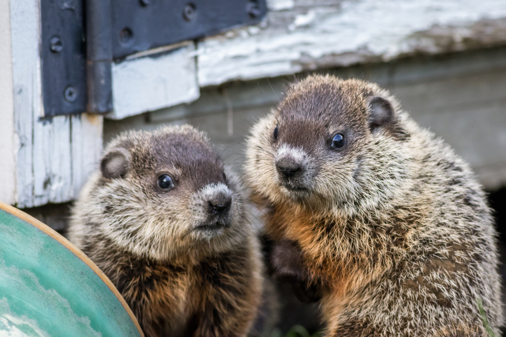 Young,Groundhog,Pair,(marmota,Monax),Near,Shed,In,Springtime