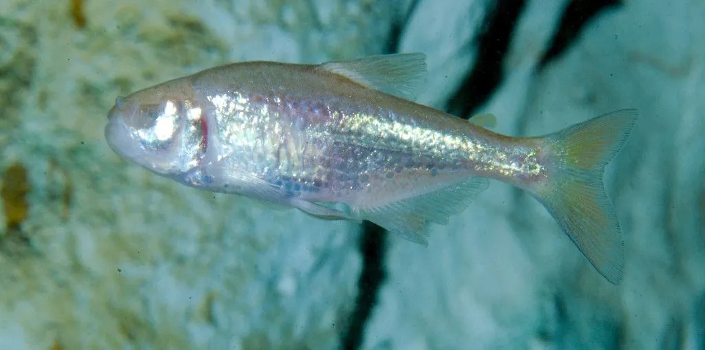 Blind Cave Fish