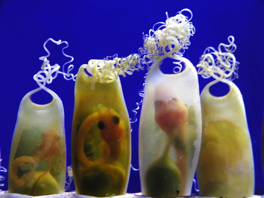 Eccentric Shark Eggs: What Makes Some Shark Eggs So Special?