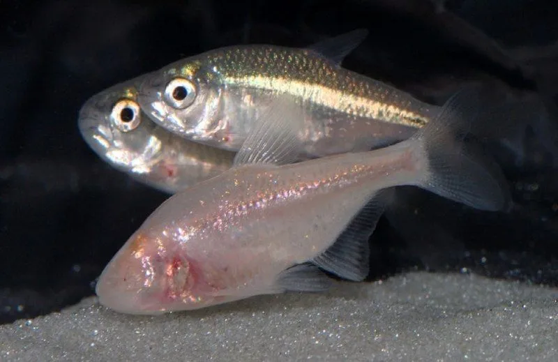 Epigean and cave-dwelling Mexican tetras Astyanax mexicanus