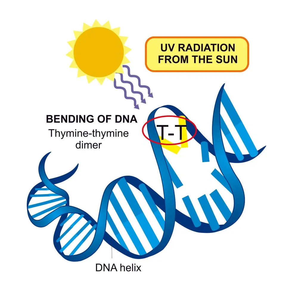 Exposure,For,Ultra,Violet,Radiation,Forms,Thymine,Dimers,In,The