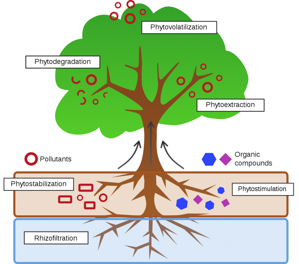 Phytoremediation Process