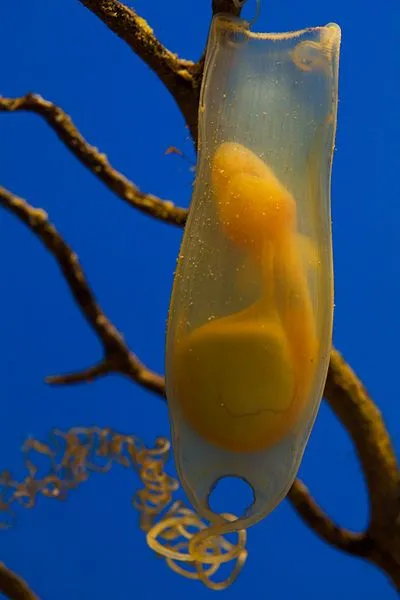 Scyliorhinus_canicula_foetus_in_an_egg