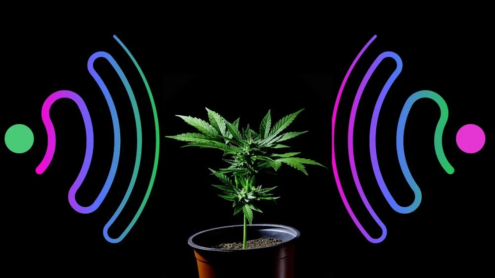 Do Plants Emit Ultrasonic Radiation? Why?