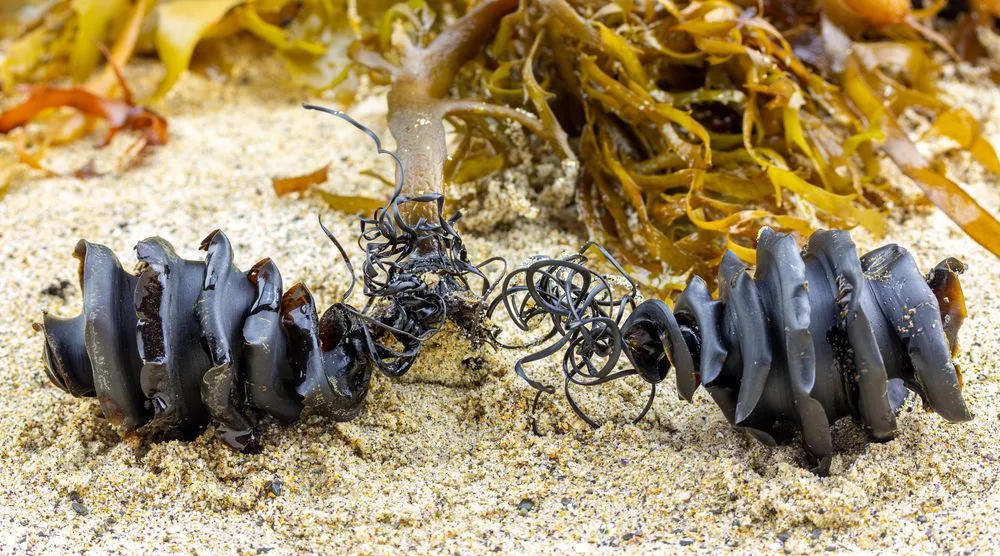Two,Spiral,Shark,Egg,Cases,From,The,Shark,Family,Heterodontidae