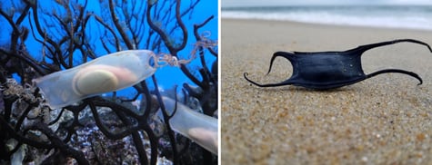 a mermaid’s purse and devil's purse