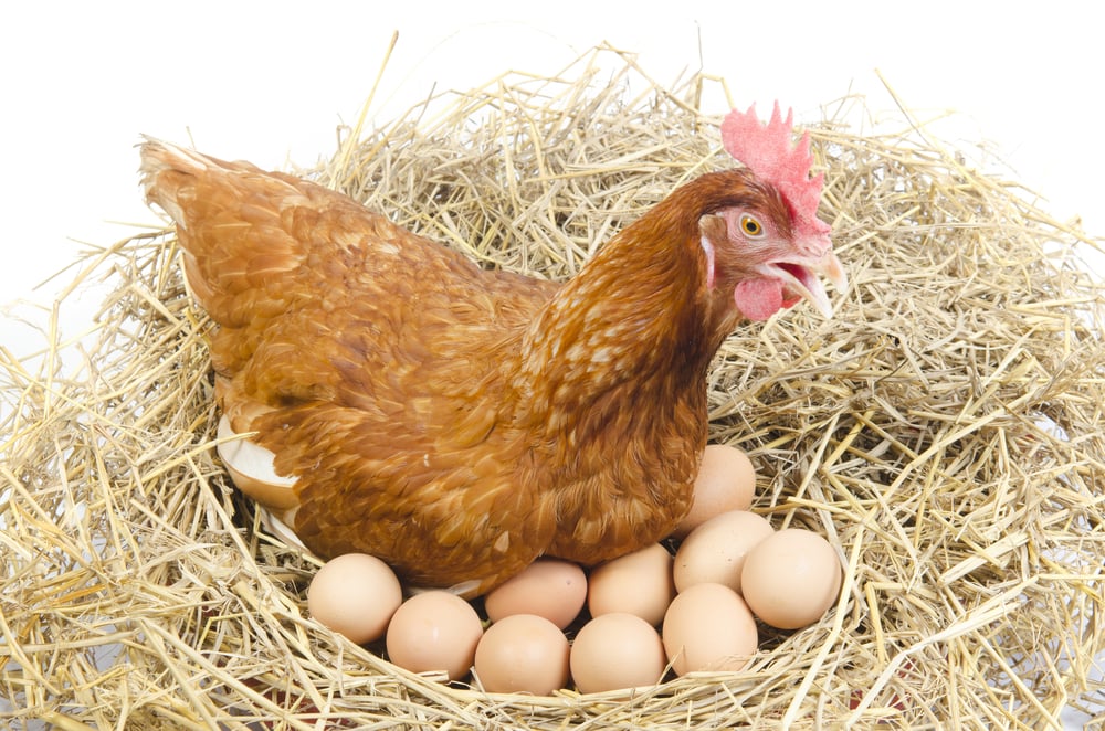 Isolated,Brown,Hen,With,Egg,In,The,Studio