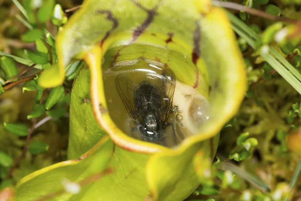 Flies drowned in the digestive fluids of a pitcher plant leaf, Sarracenia purpurea, an insectivorous plant at the Philbrick-Cricenti Bog in New London, New Hampshire.