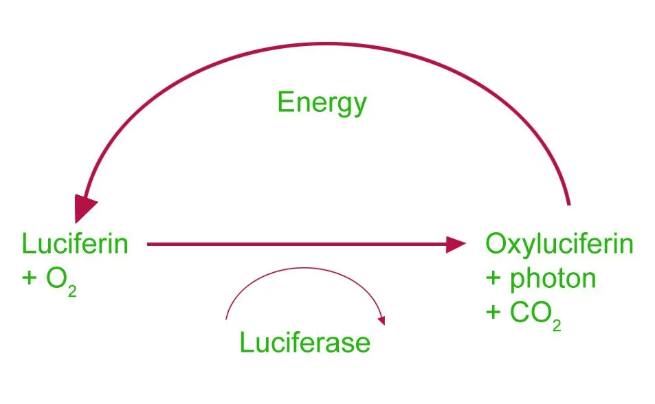Fungal Bioluminescence Pathway