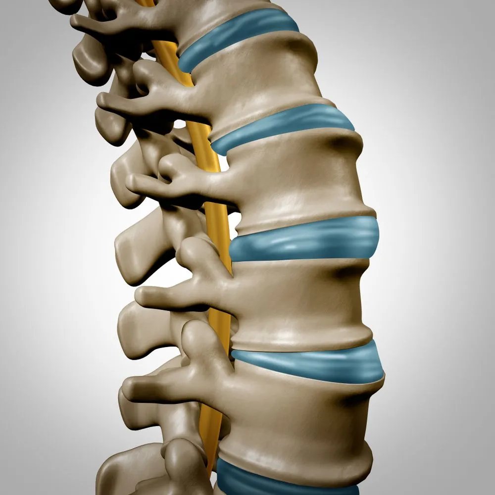 Human,Spine,Anatomy,Section,And,Spinal,Concept,As,Medical,Health