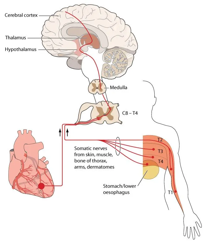 Nerve,Pathways,From,The,Chest,And,Arm,Compared,To,Nerve