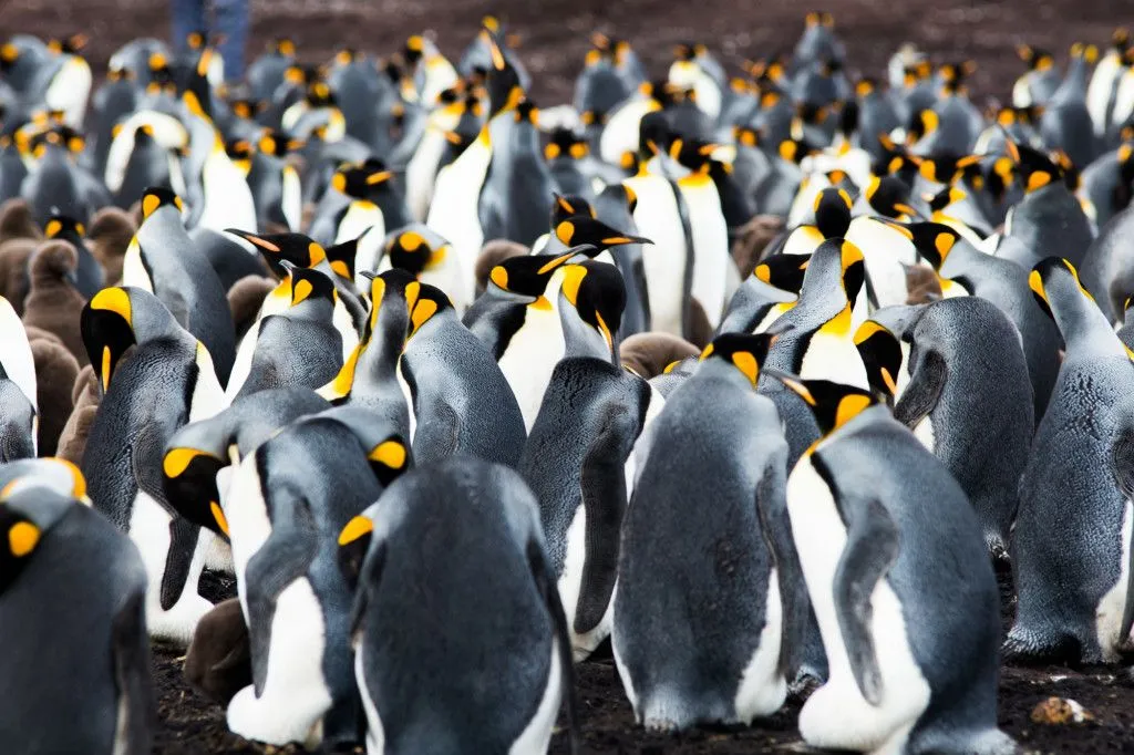 Social Thermoregulation: Why Do Penguins Huddle Together?