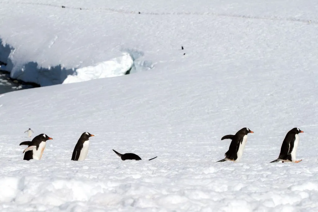 Antarctica's Snow Is Turning Green Due To Algal Growth, Study Finds
