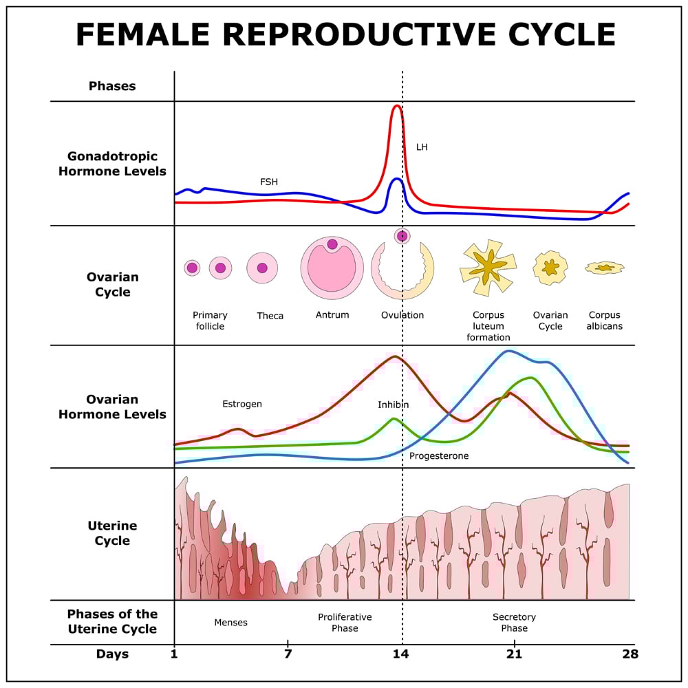Female Reproductive Cycle,color vector scheme