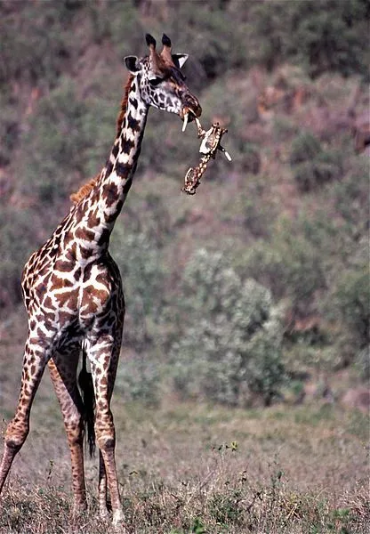 Masai Giraffe eating bones