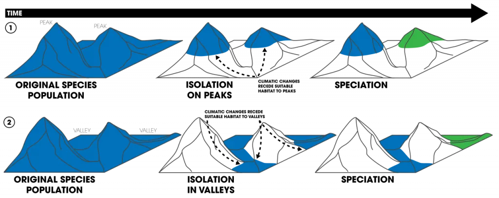 Allopatric speciation caused by topography