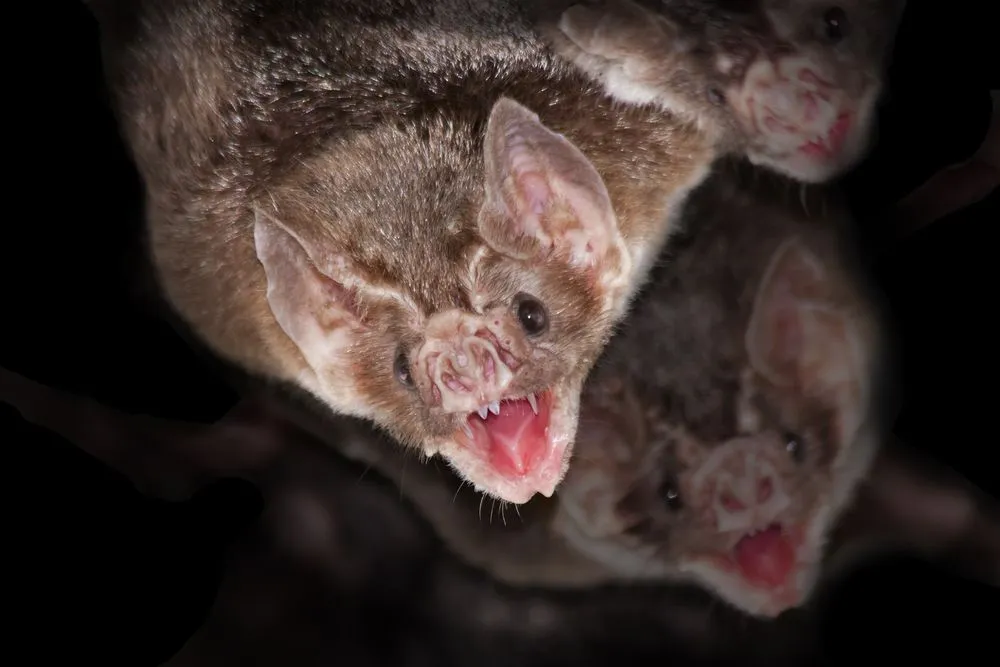 How Do Vampire Bats Survive On A Diet Of Blood?