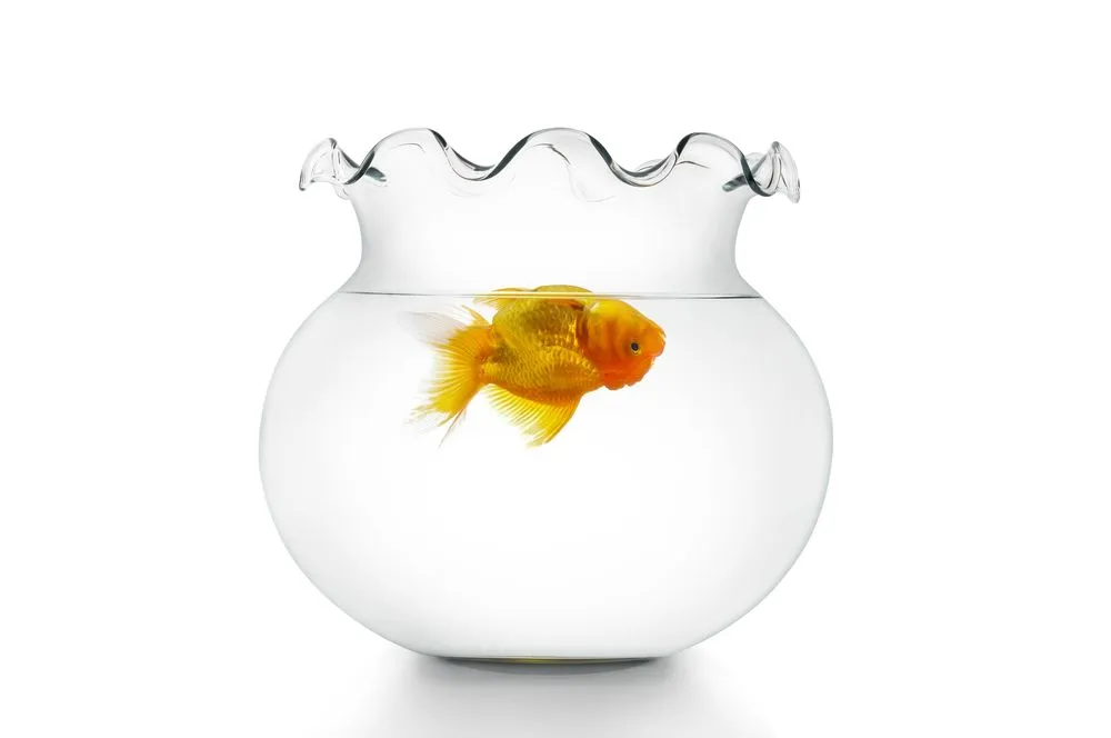 Why Do Fish Sometimes Die After A Water Change?