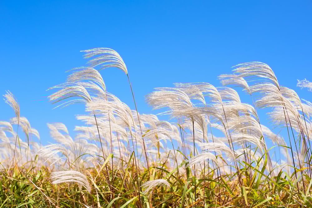 Dry,Grass,Flower,Blowing,In,The,Wind,,Red,Reed,Sway