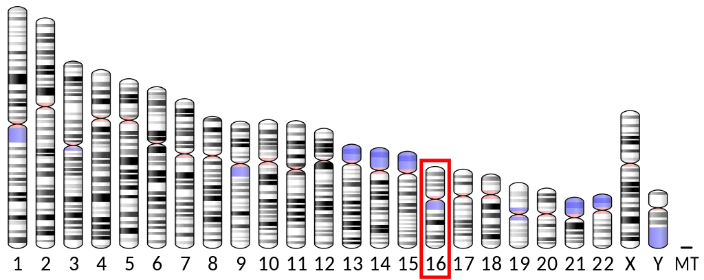 Ideogram human chromosome