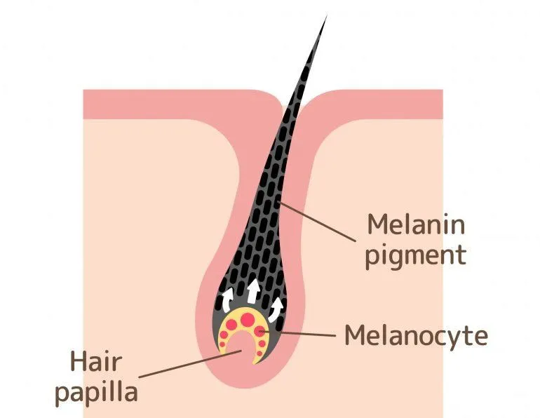 Mechanism of pigmented hair vector illustration