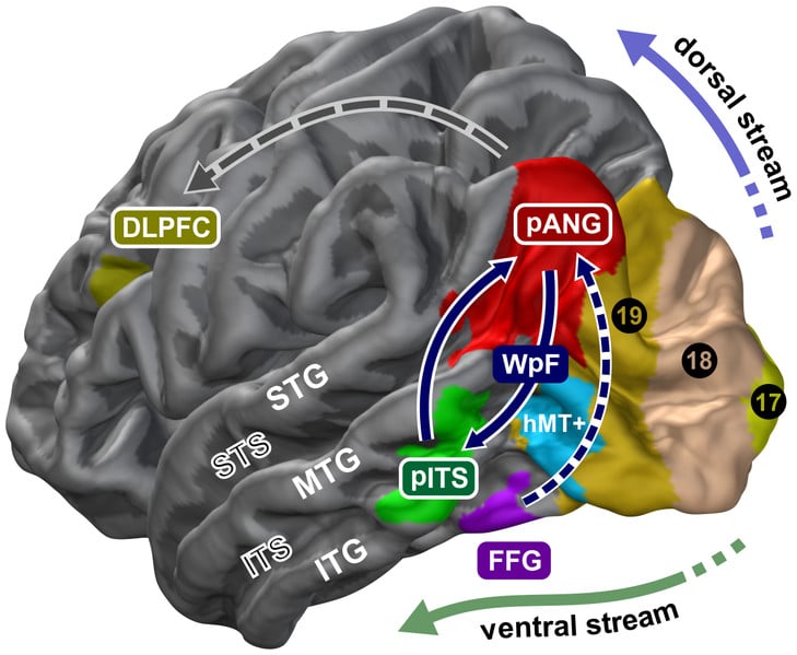 Presumed brain network processing the age of faces