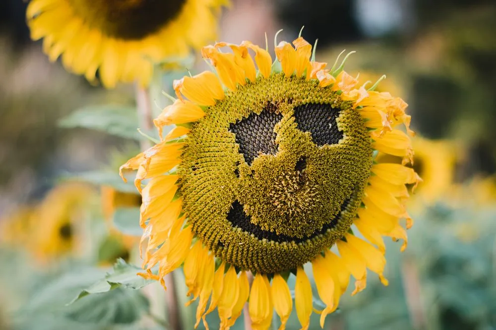 Why We See Faces In Objects: The Phenomenon Of Face Pareidolia