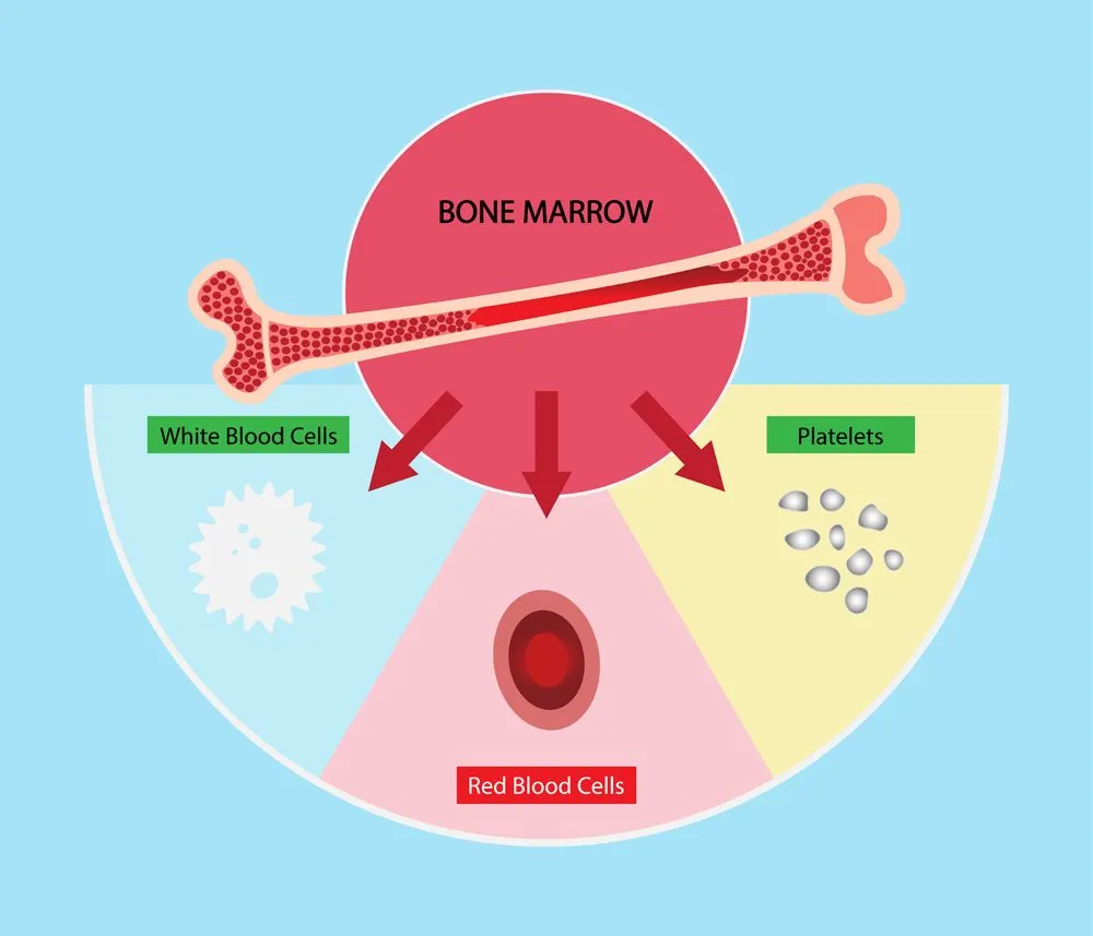 Why Is Blood Made In The Bone Marrow?
