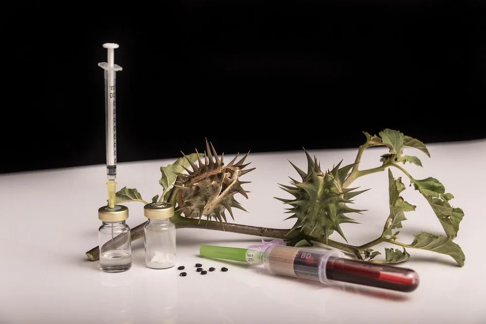 Stramonium,Plant,,Also,Called,Burundanga.,Consciousness-erasing,Plant.