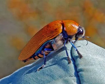 BIG beetle