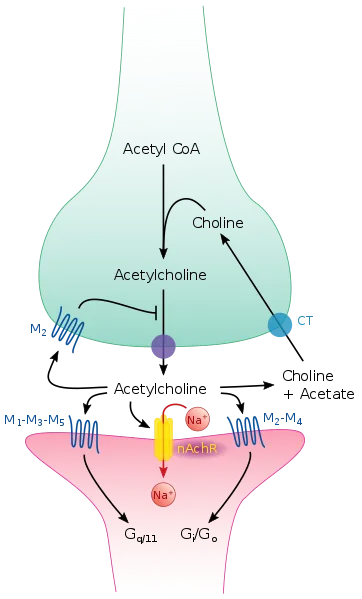 Cholinergic synapse