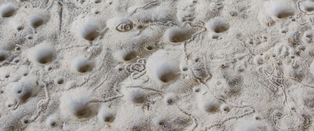 Holes dug by antlion larvae