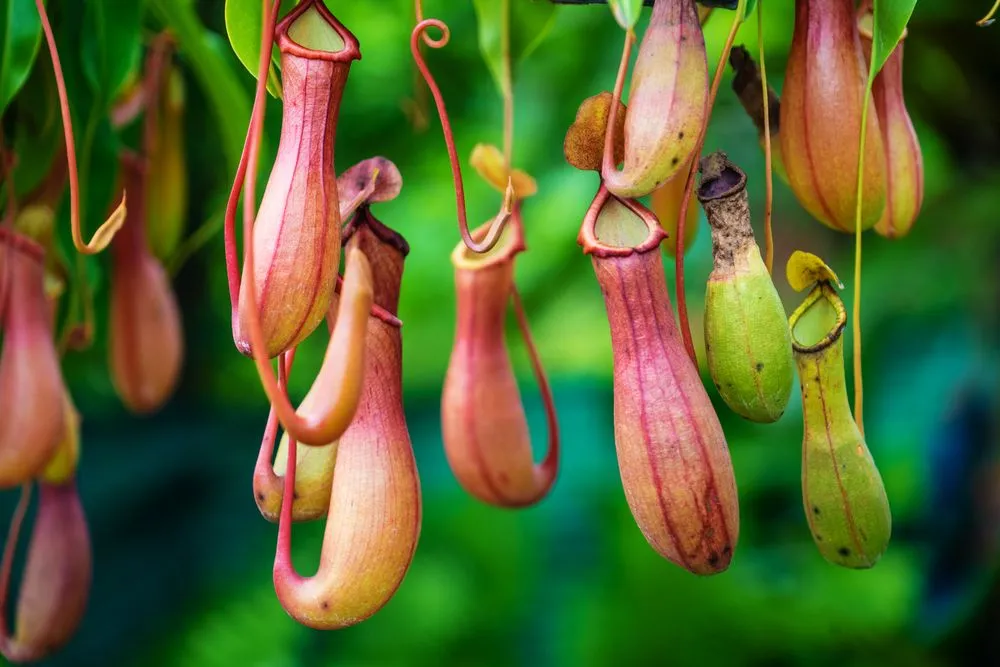 Why Are Pitcher Plants Eating Shrew Poop?
