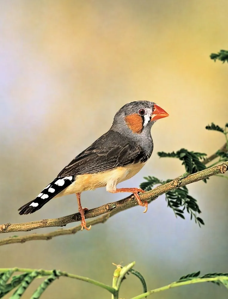Taeniopygia,Guttata,-,Sunda,Zebra,Finch