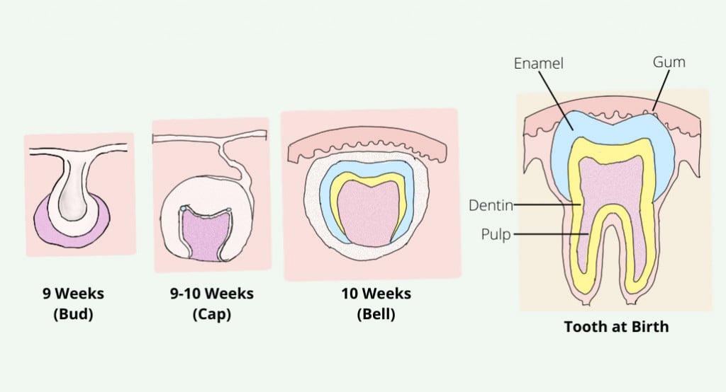 The tooth germ comprises of the epithelial layer and ectomesenchyme layer