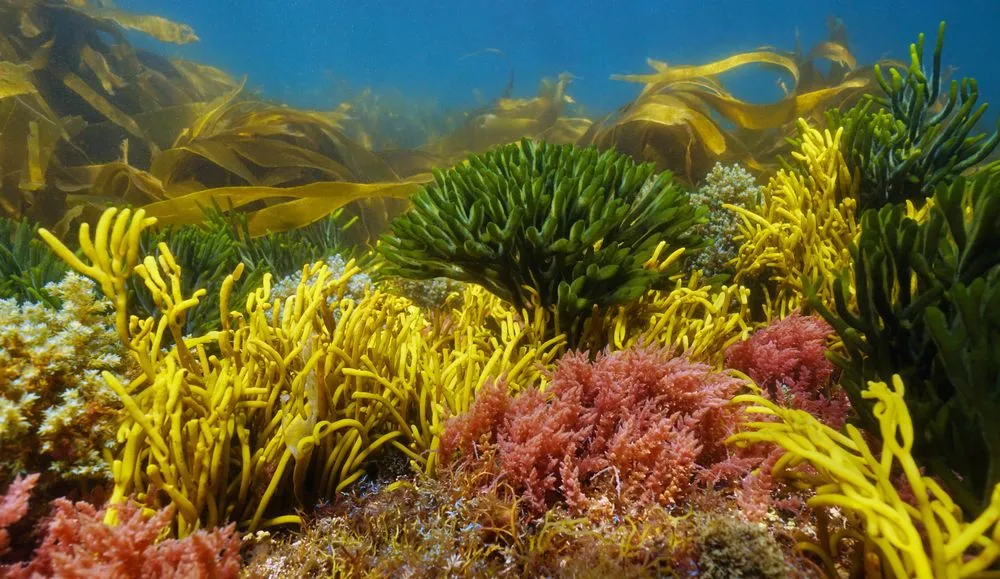 Why Are Algae Called Plants Of Different Colors?
