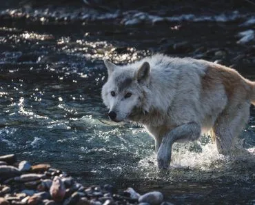 Can Wolves Change The Course Of The Rivers?