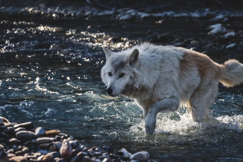 Can Wolves Change The Course Of The Rivers?