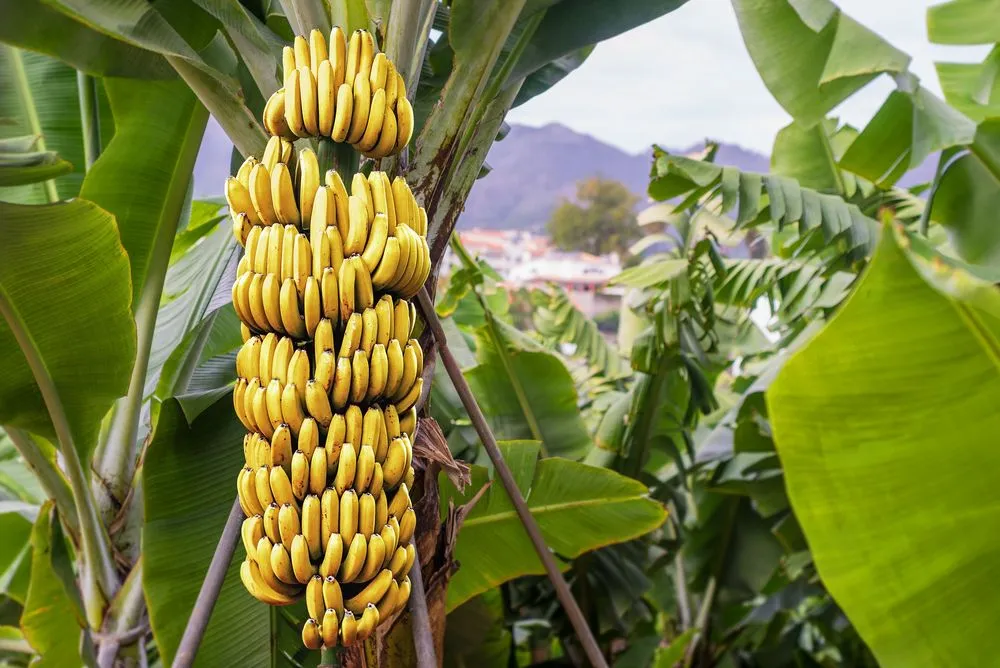 Why Is A Banana Tree Not Really A Tree?