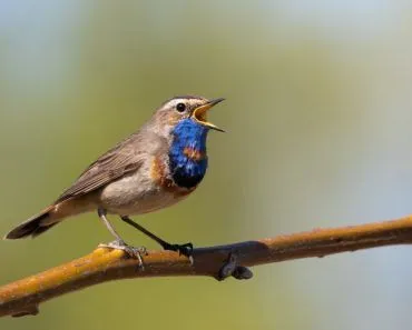 How And Why Do Birds Sing?