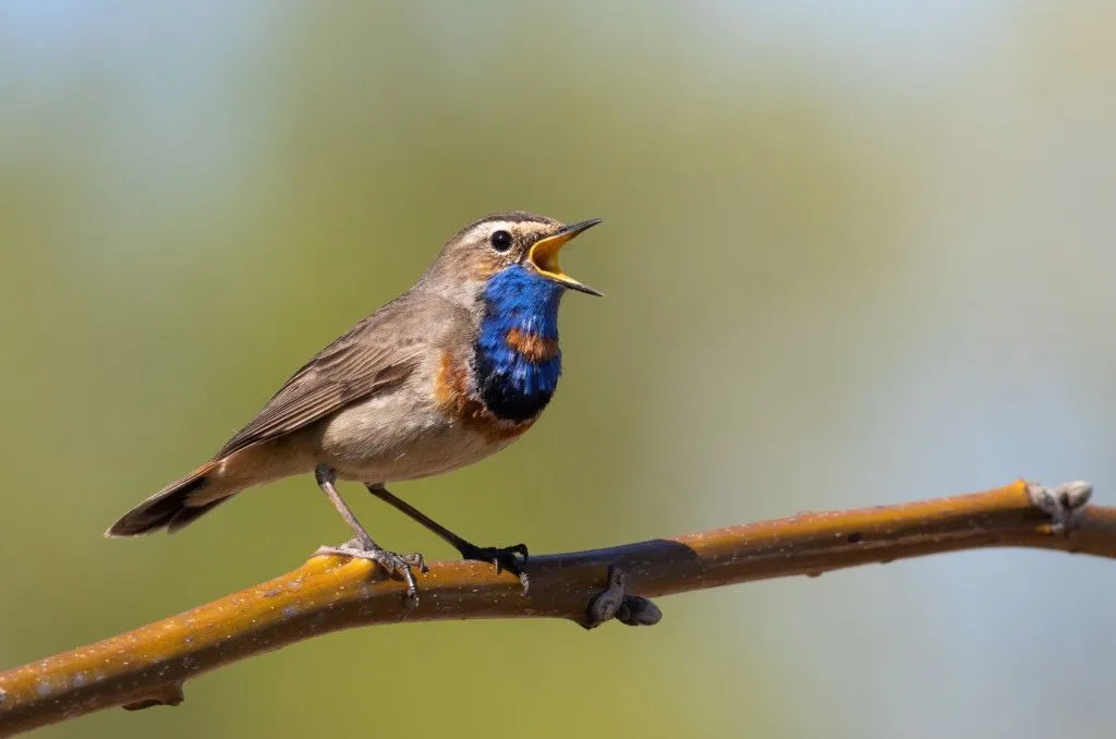 How And Why Do Birds Sing?