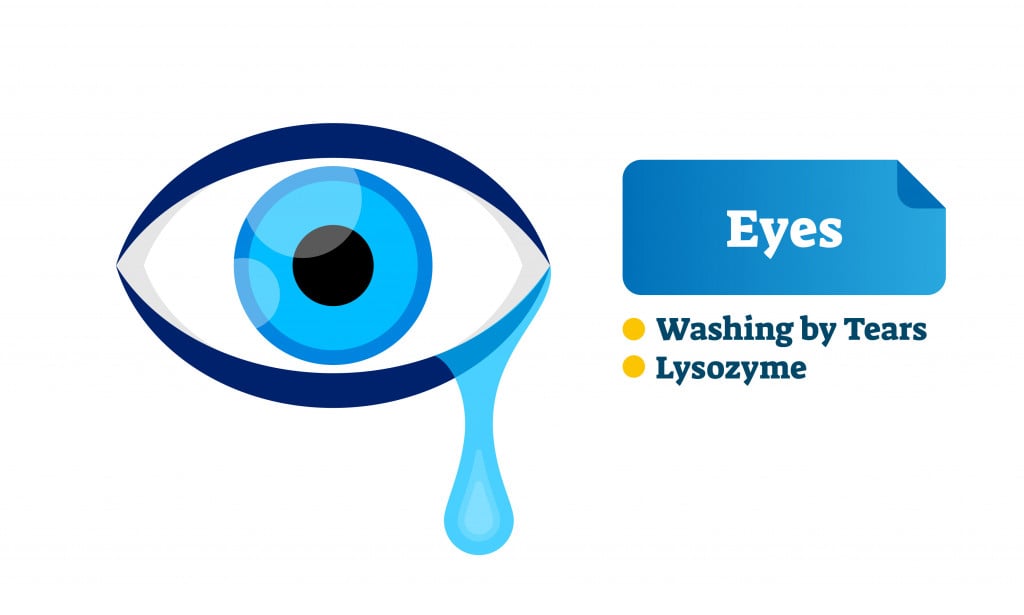 How the eye protects itself against foreign particles.