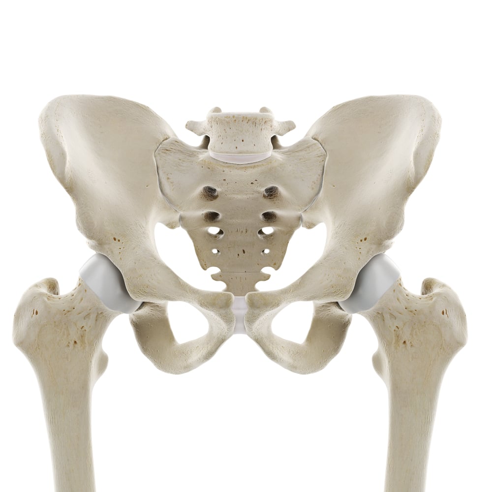 3d,Rendered,Medically,Accurate,Illustration,Of,The,Hip