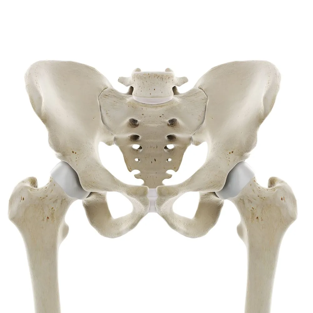 3d,Rendered,Medically,Accurate,Illustration,Of,The,Hip