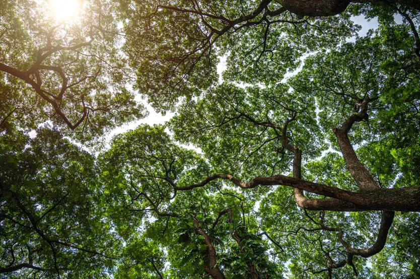 Crown Shyness: Why Are These Trees Performing Social Distancing?