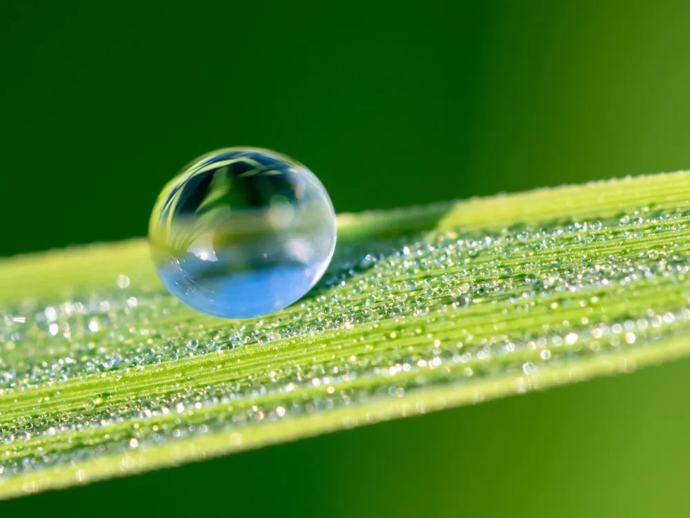 Dew,On,Rice,Leaf